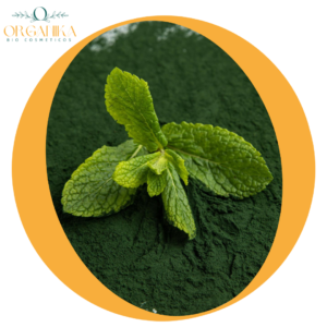 MENTA EN POLVO