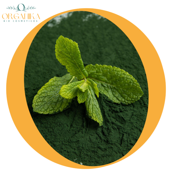 18 MENTA EN POLVO