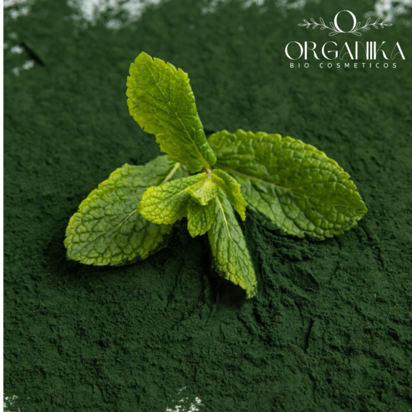 19 MENTA EN POLVO
