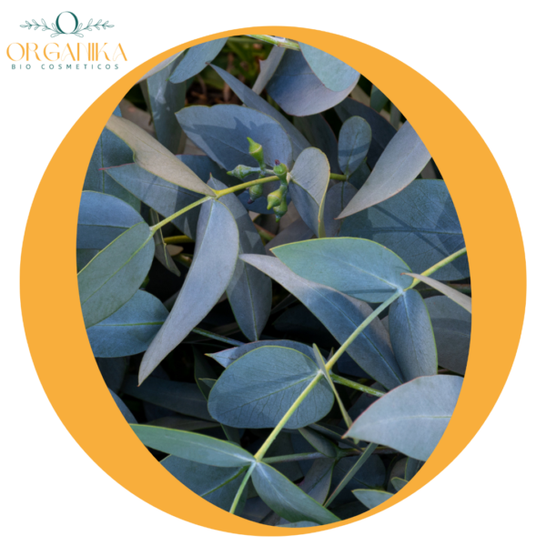 23 FRAGANCIA EUCALIPTO