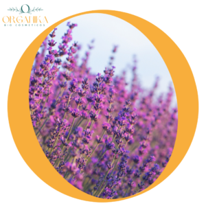 FRAGANCIA LAVANDA DEL CAMPO