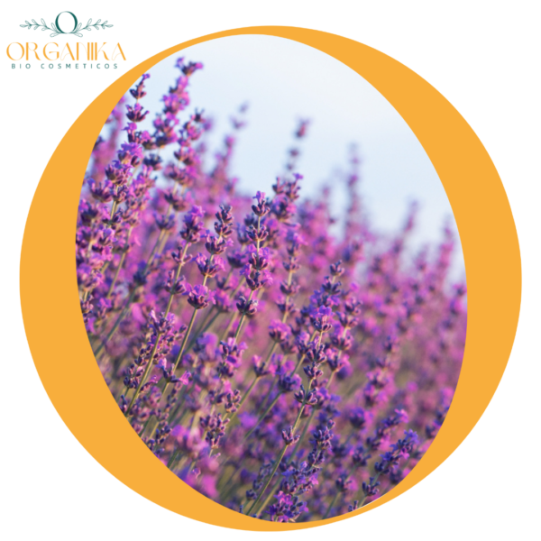 29 FRAGANCIA LAVANDA DEL CAMPO