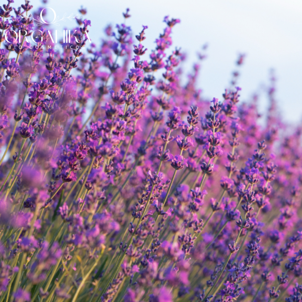 30 FRAGANCIA LAVANDA DEL CAMPO