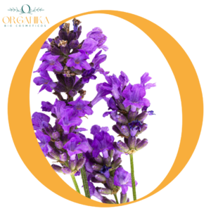 FRAGANCIA LAVANDA