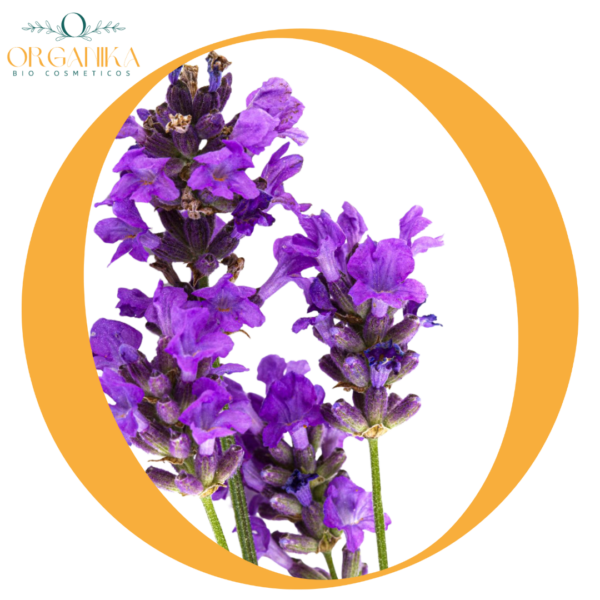 32 FRAGANCIA LAVANDA