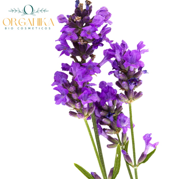 33 FRAGANCIA LAVANDA