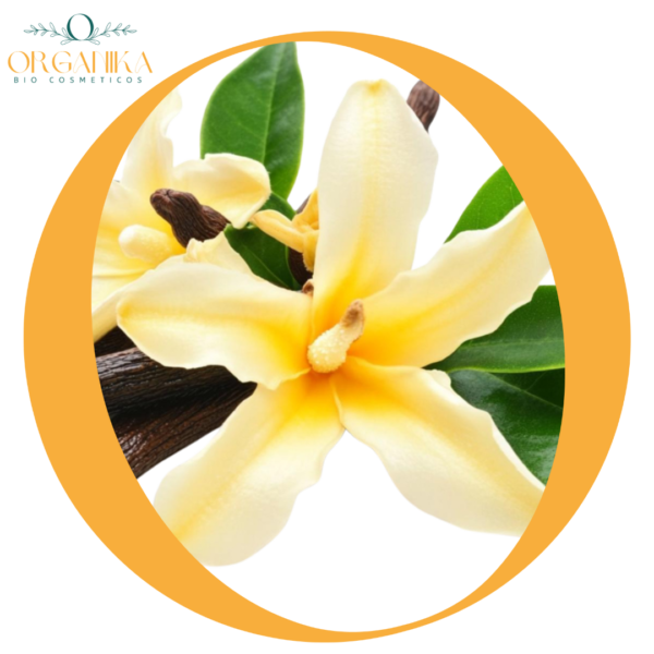 FRAGANCIA VAINILLA
