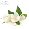ACEITE ESENCIAL DE JAZMIN