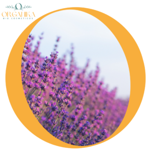 ACEITE ESENCIAL DE LAVANDA
