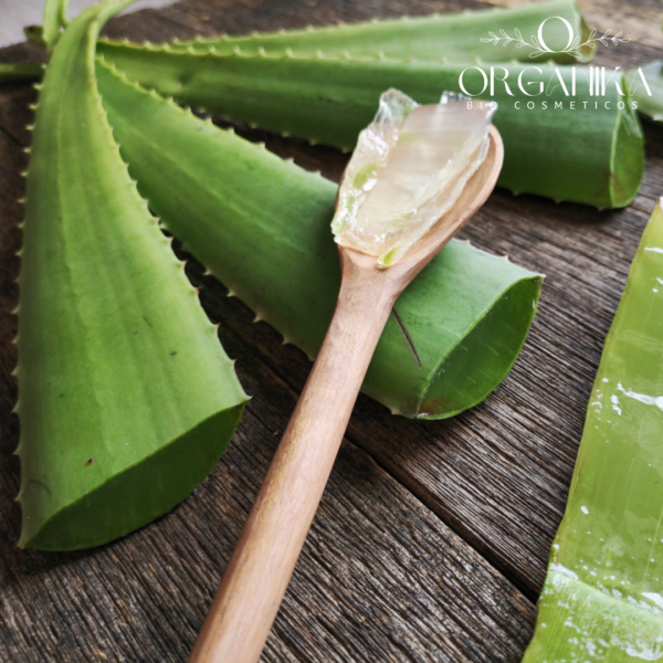 ALOE VERA EN POLVO